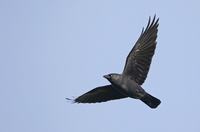 Jackdaw - Bjorn Alards - 18 October 2021
