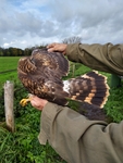 Hen Harrier - Ann Bruneel - 21 October 2021