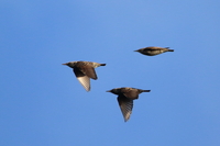 Starling - Maarten Mortier - 5 November 2021