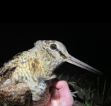 Woodcock - George Day - 12 November 2021