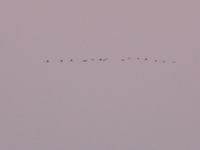 Crane - Arjan Boele - 22 November 2021