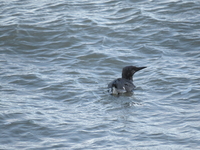 Guillemot - Jelle Visser - 31 January 2022