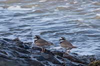 Ringed Plover - Alex van Herrewege - 5 February 2022