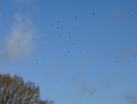 Black-headed Gull - David Thelwell - 17 February 2022