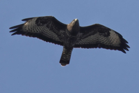 Common Buzzard - Eddy Vaes - 16 March 2022