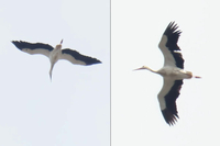White Stork - Eddy Vaes - 14 April 2022