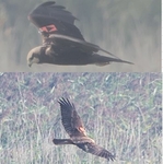 Marsh Harrier - Alex van Herrewege - 4 September 2022