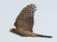 Sparrowhawk - Eddy Vaes - 13 September 2022