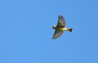 Greenfinch - Ran Schols - 30 September 2022
