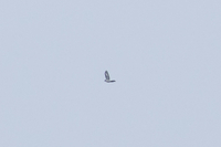 Great Grey Shrike - Jorick van de Westeringh - 1 October 2022