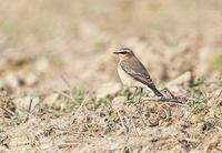 Wheatear - Ran Schols - 8 October 2022
