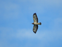 Common Buzzard - Emmanuel Desmet - 12 October 2022