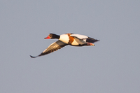 Shelduck - Alex van Herrewege - 28 March 2023