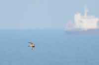 Merlin - Marijn Prins - 4 May 2023