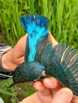 Kingfisher - Jaap Strikwerda - 2 June 2023