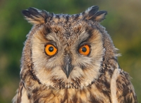 Long-eared Owl - Lars Buckx - 16 August 2023