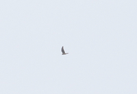 Montagu's Harrier - Ruud Bouwman - 29 August 2023