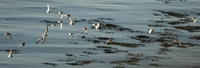Ringed Plover - Bert van Broekhoven - 7 September 2023
