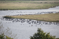 Barnacle Goose - Alex van Herrewege - 8 October 2023