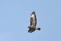 Common Buzzard - Tom Voet - 16 October 2023