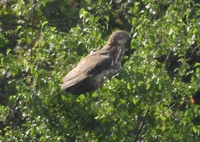 Honey Buzzard - John Maes - 14 August 2023