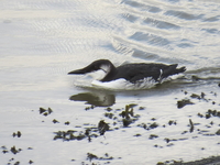 Guillemot - Jelle Visser - 15 November 2023