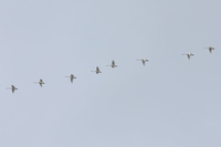 Bewick's Swan - Vincent van der Spek - 14 December 2023