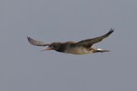 Gannet - Vincent van der Spek - 4 January 2024