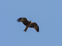 Black Kite - Barry Matlock - 5 May 2014