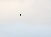 White Stork - Gerard Van Aalst - 23 February 2024