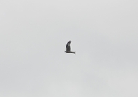 Red Kite - Bert van Broekhoven - 2 March 2024