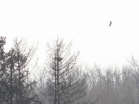 White-tailed Eagle - Arjan Boele - 2 March 2024