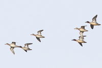 Teal - Marc Dijksterhuis - 20 March 2024