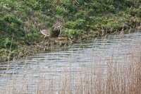 Hen Harrier - Jacob Bosma - 26 March 2024