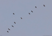 Purple Heron - Albert van der Wulp - 29 August 2024