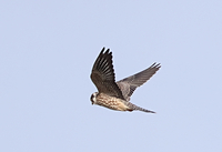 Red-footed Falcon - Ruud Bouwman - 10 September 2024