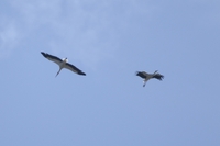 White Stork - Luca Fetique - 26 August 2024