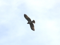 Short-toed Eagle - Vicenç Roig - 16 September 2024