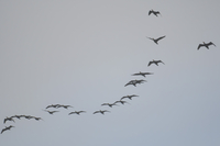 Cormorant - Hans Gebuis - 10 October 2024