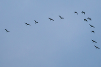 Black-headed Gull - Alex van Herrewege - 27 October 2024