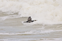 Cormorant - Kenton Evans - 15 March 2025