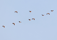 Grey Heron - René van Rossum - 4 April 2025