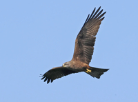 Black Kite - Emmanuel Desmet - 1 May 2025