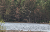 White-winged Black Tern - Daniël Huis - 30 July 2025