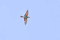 European Bee-eater - Bjorn Alards - 9 August 2025