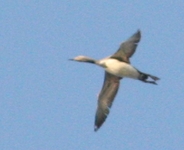 Black-throated Diver - Graham Sparshott - 10 August 2025