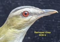 Red-eyed Vireo - Ana Rebeca Martinez Martinez - 27 August 2025