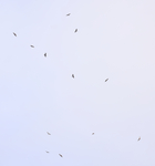 Honey Buzzard - Bjorn Alards - 28 August 2025