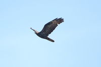 Honey Buzzard - Jan Erik Kikkert - 29 August 2025