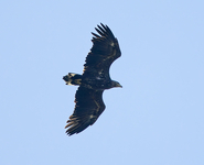 White-tailed Eagle - Rene Weenink - 2 September 2025